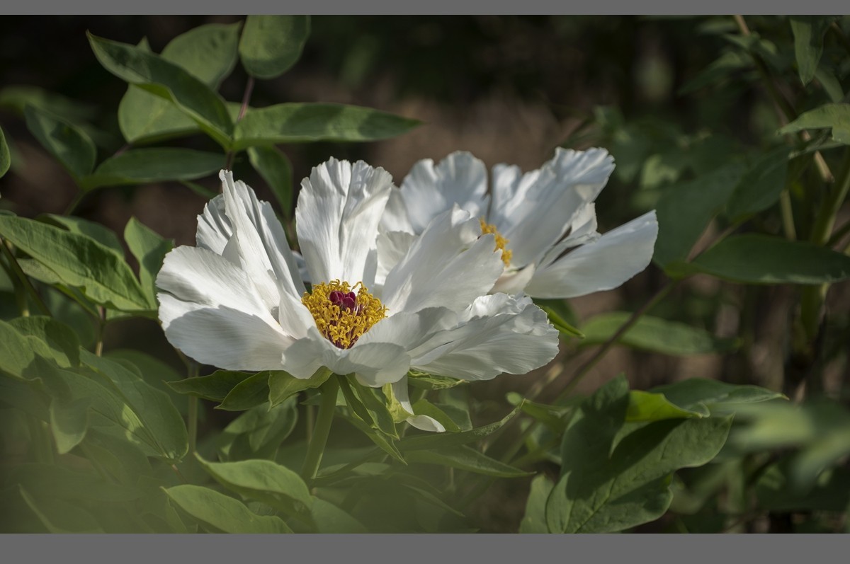 乙巳蛇年盛开的牡丹【2】