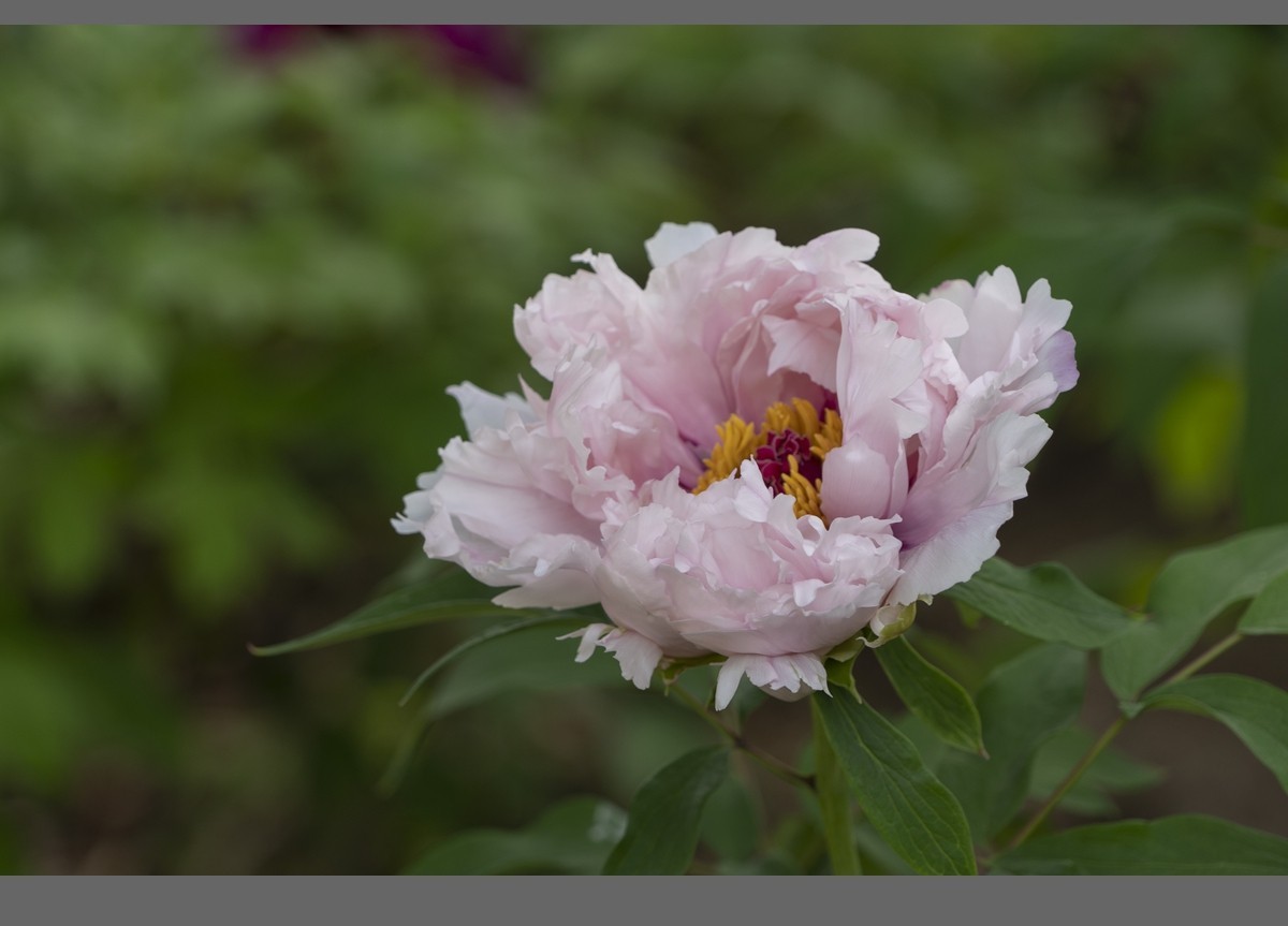 乙巳蛇年盛开的牡丹【2】