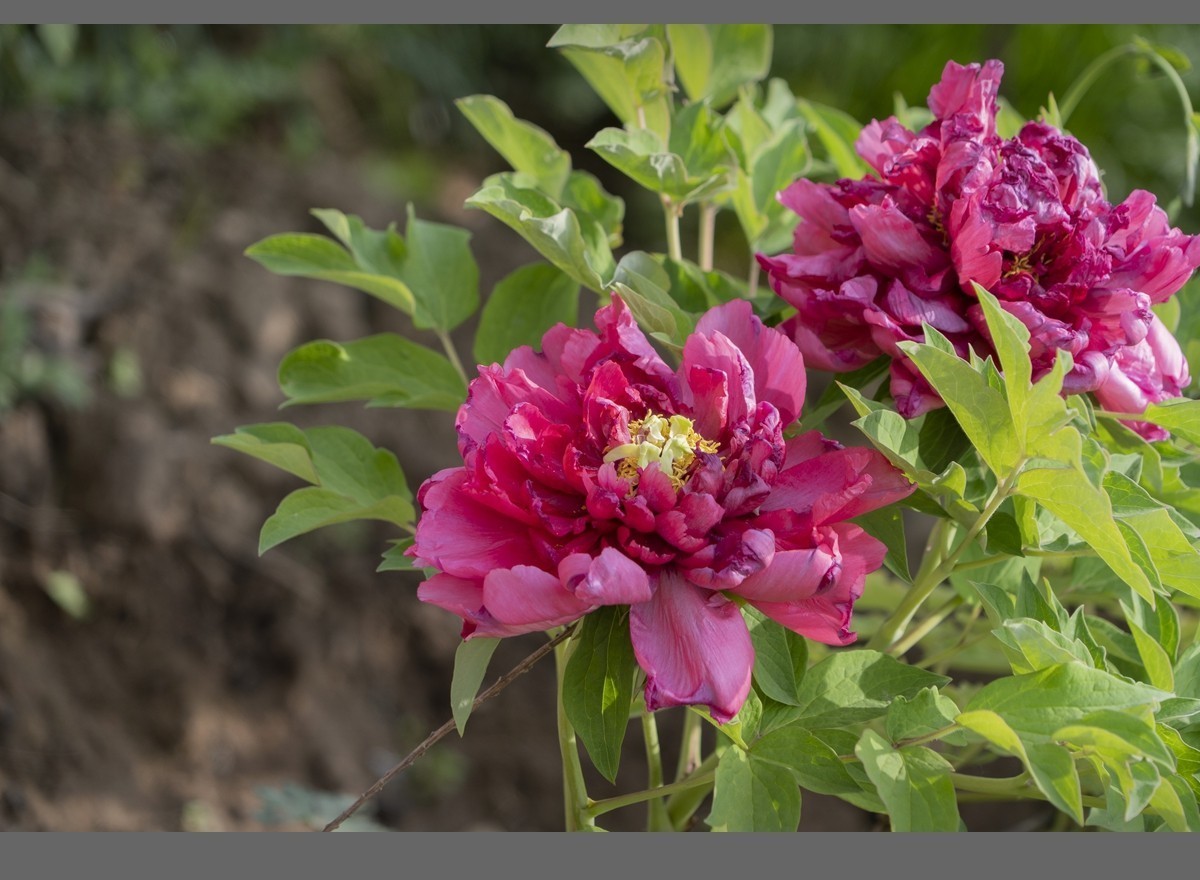 乙巳蛇年盛开的牡丹【2】