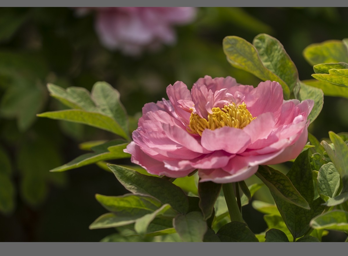 乙巳蛇年盛开的牡丹【2】