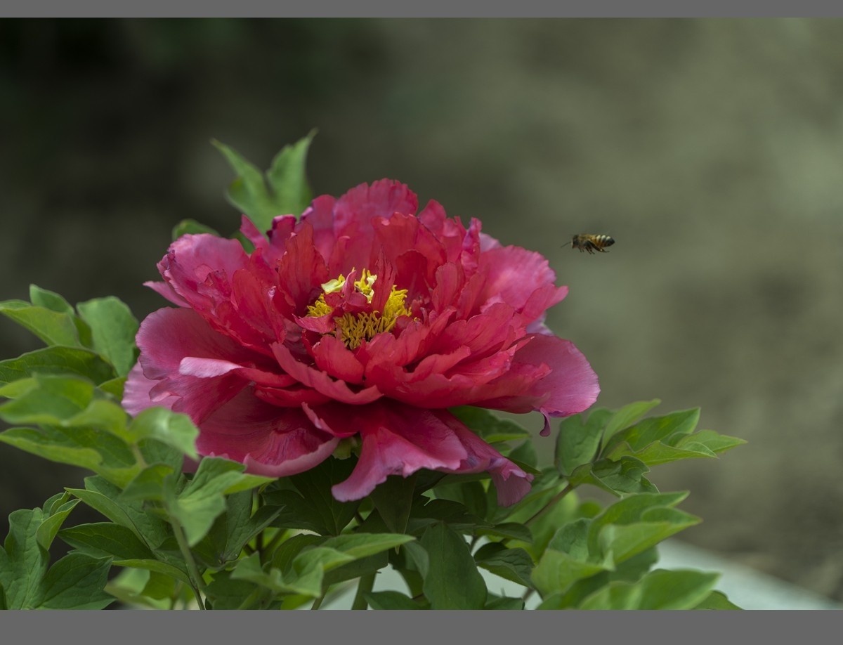 乙巳蛇年盛开的牡丹【2】