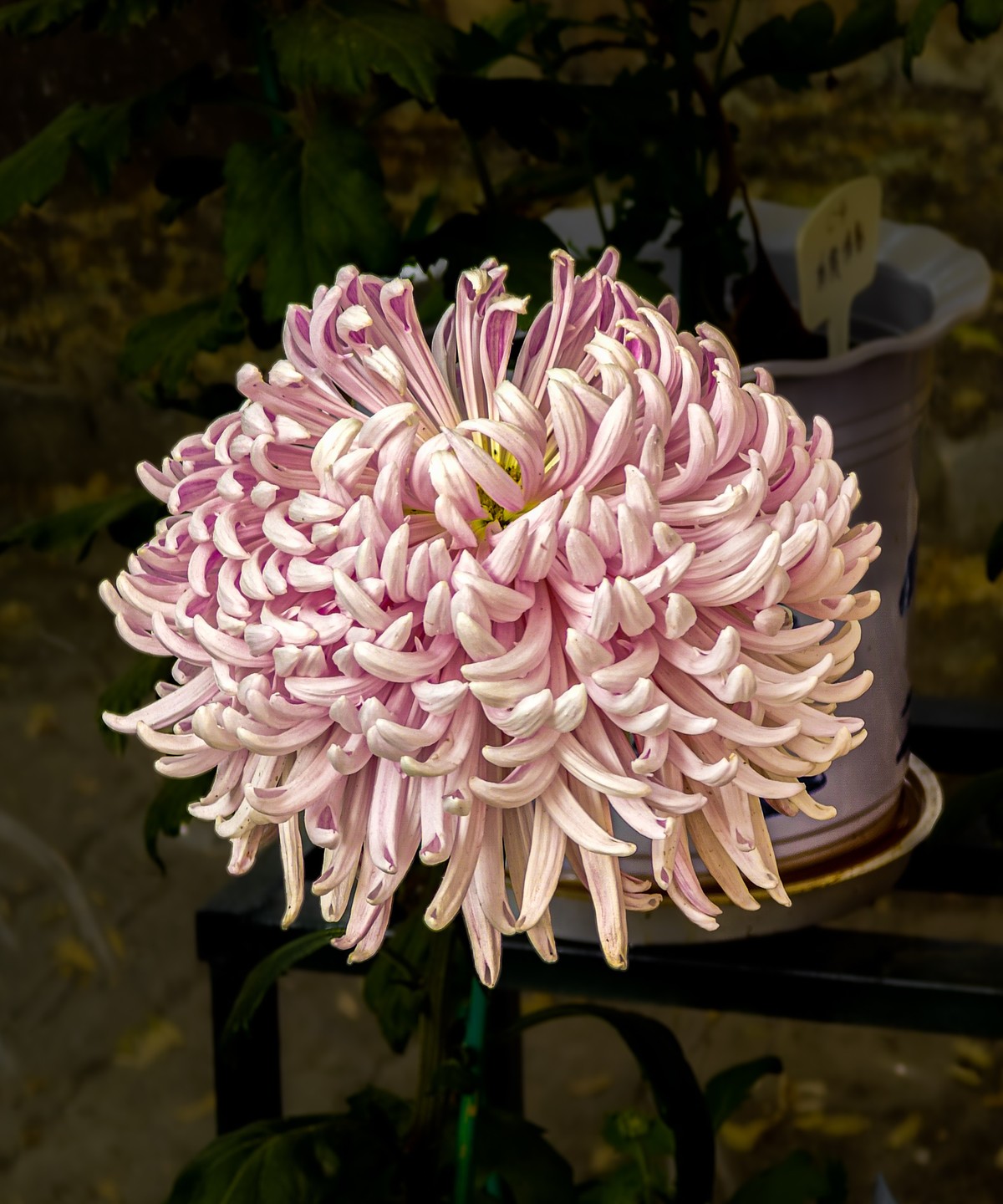 手机游拍20241112 《57》