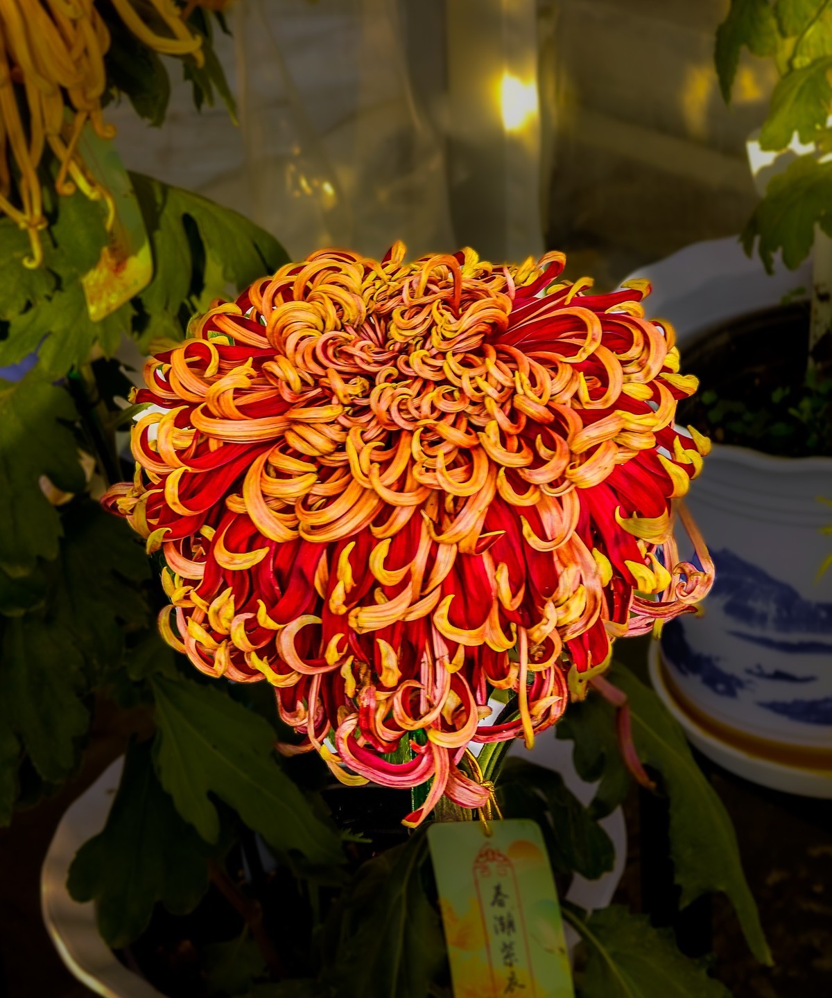 手机游拍20241112 《57》