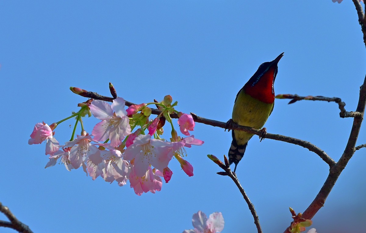缨花