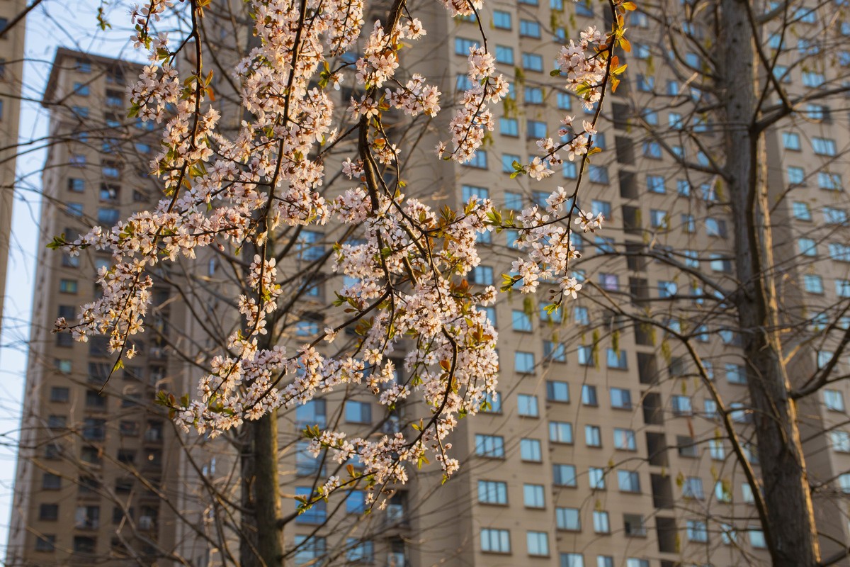 拍照狂魔之-周末随手杂拍一组【12P】