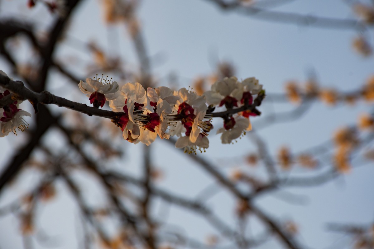 拍照狂魔之-周末随手杂拍一组【12P】