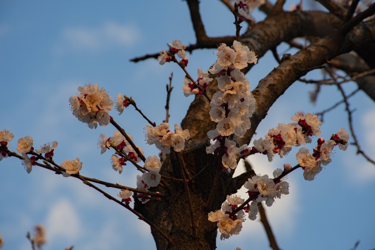 拍照狂魔之-周末随手杂拍一组【12P】