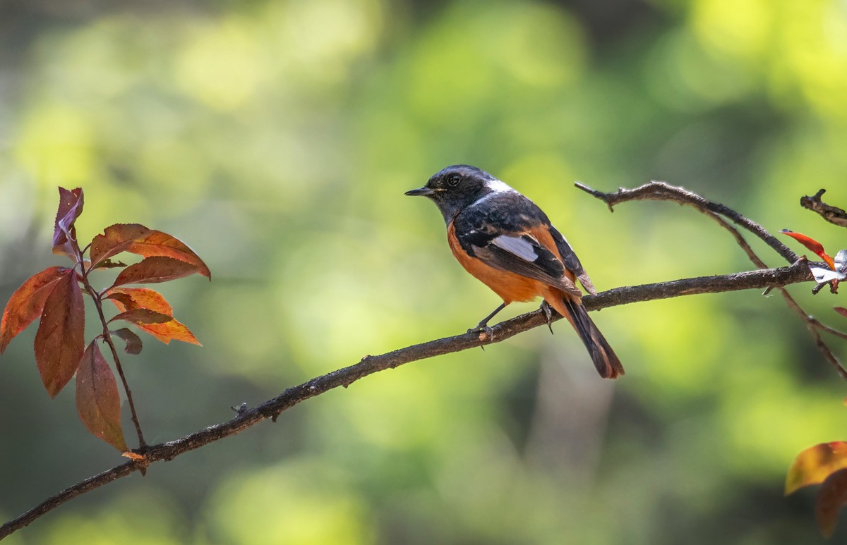 北红尾鸲（四十二）
