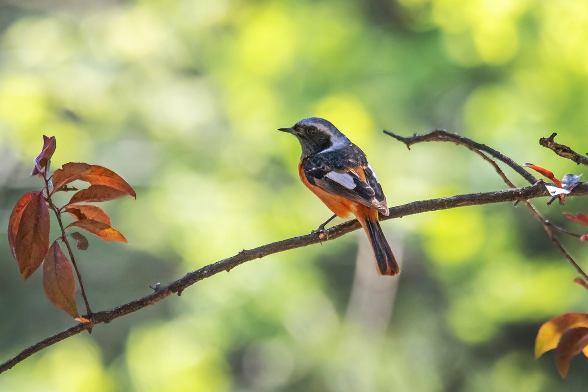 北红尾鸲（四十二）