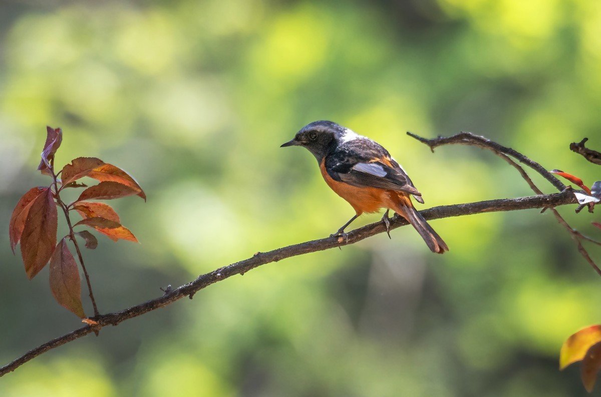 北红尾鸲（四十二）
