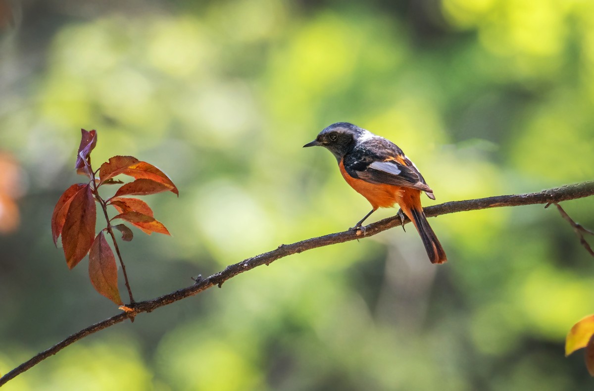 北红尾鸲（四十二）