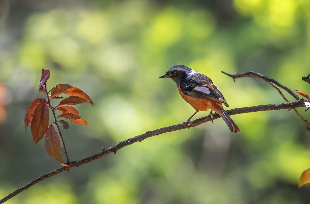 北红尾鸲（四十二）