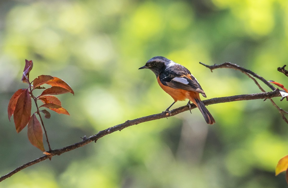 北红尾鸲（四十二）