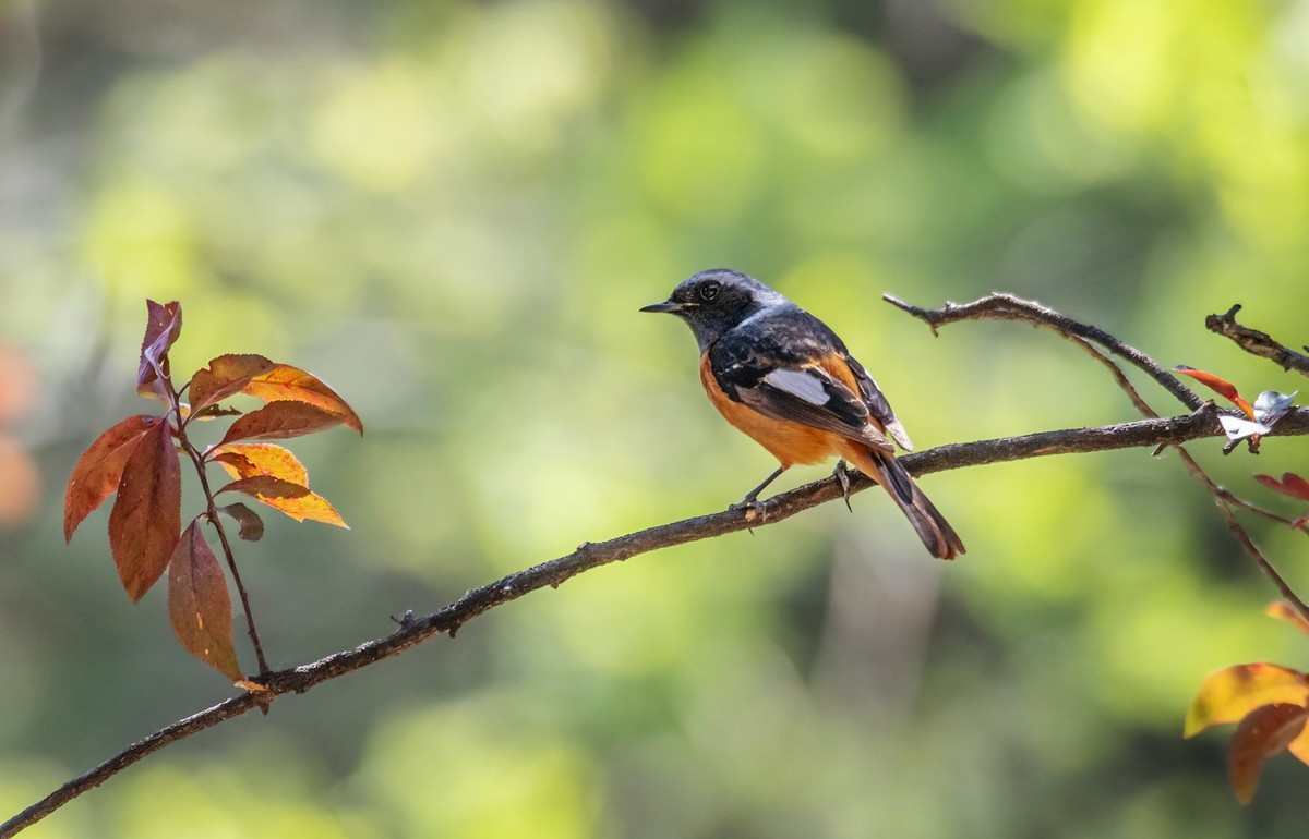 北红尾鸲（四十二）
