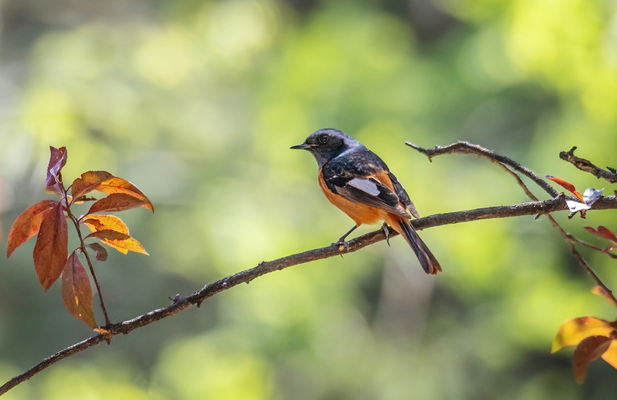 北红尾鸲（四十二）