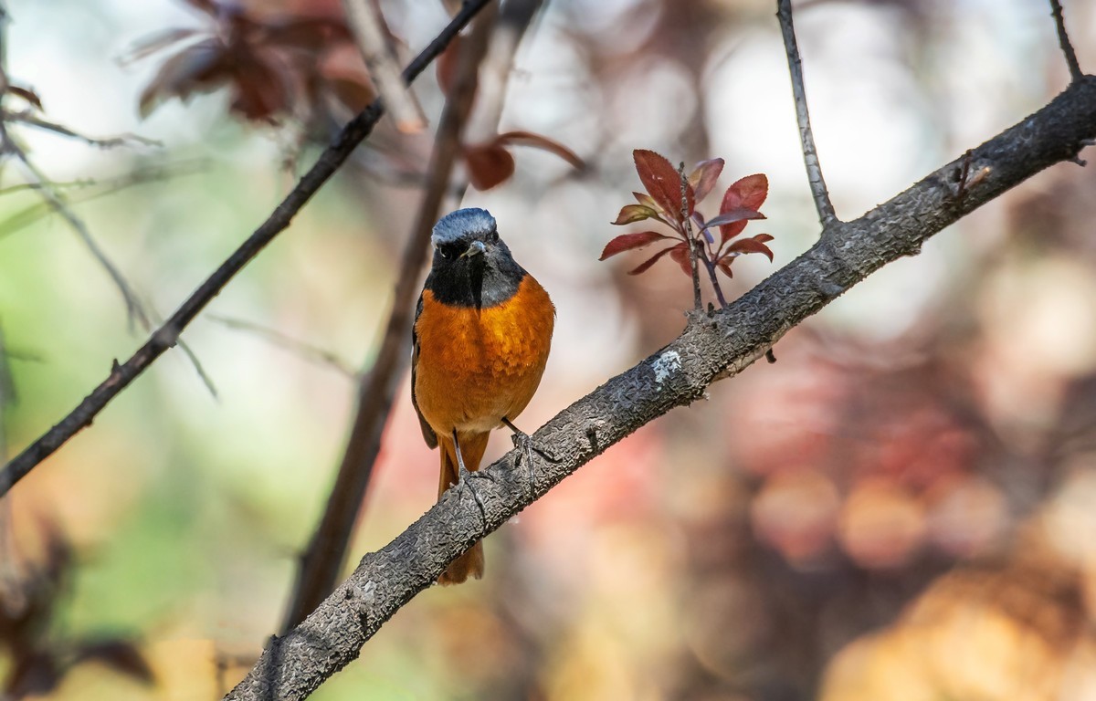 北红尾鸲（四十二）