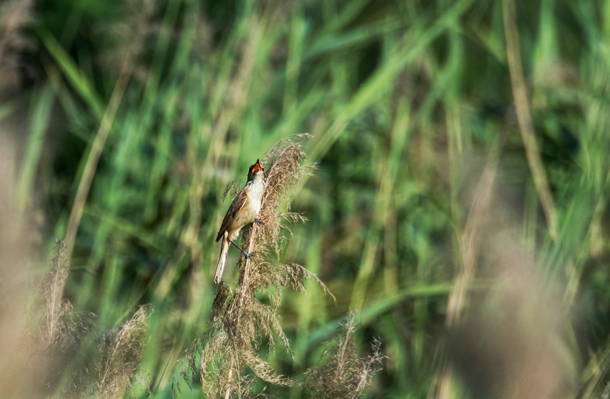 爱唱歌的大苇莺（十）