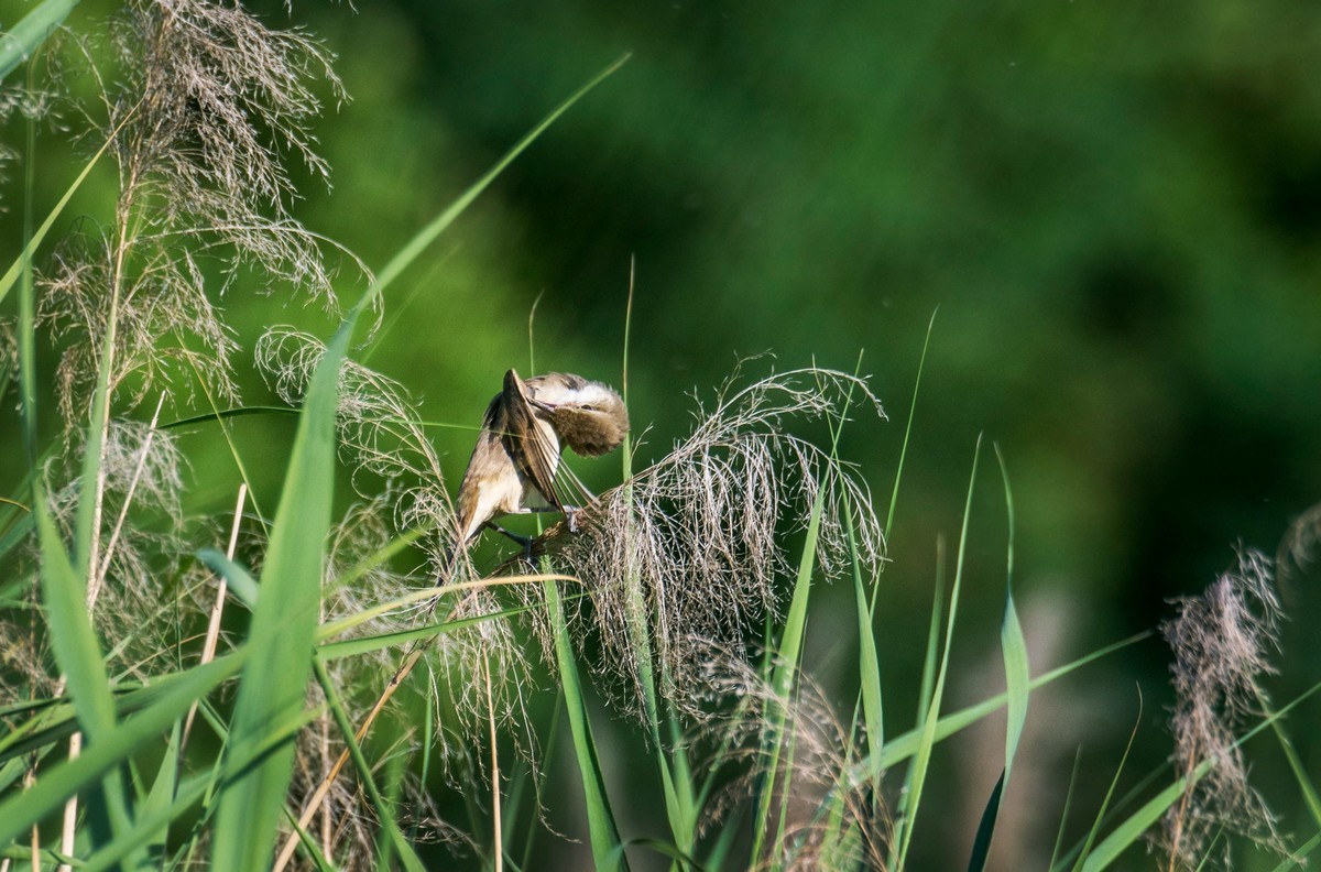 爱唱歌的大苇莺（十）