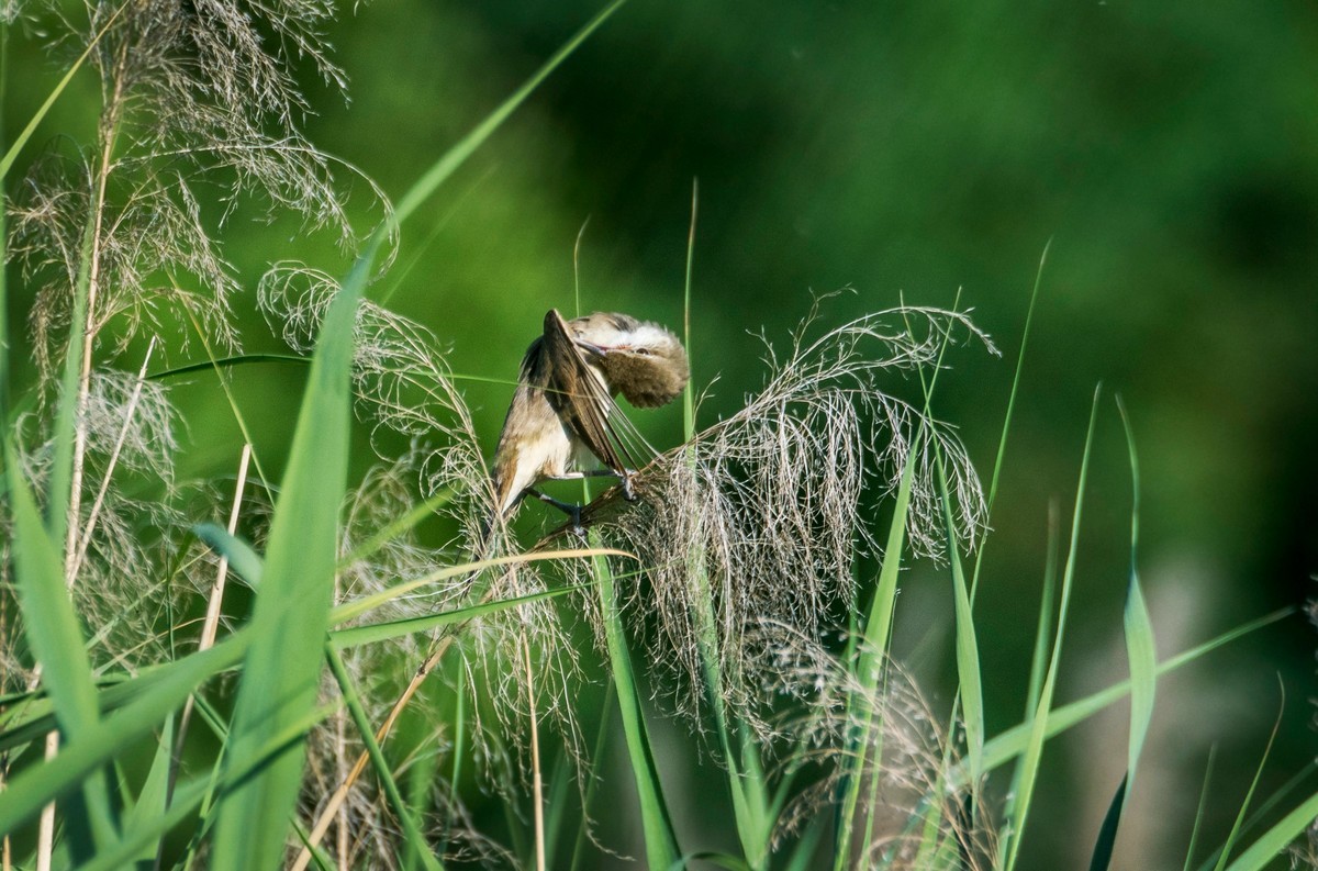 爱唱歌的大苇莺（十）
