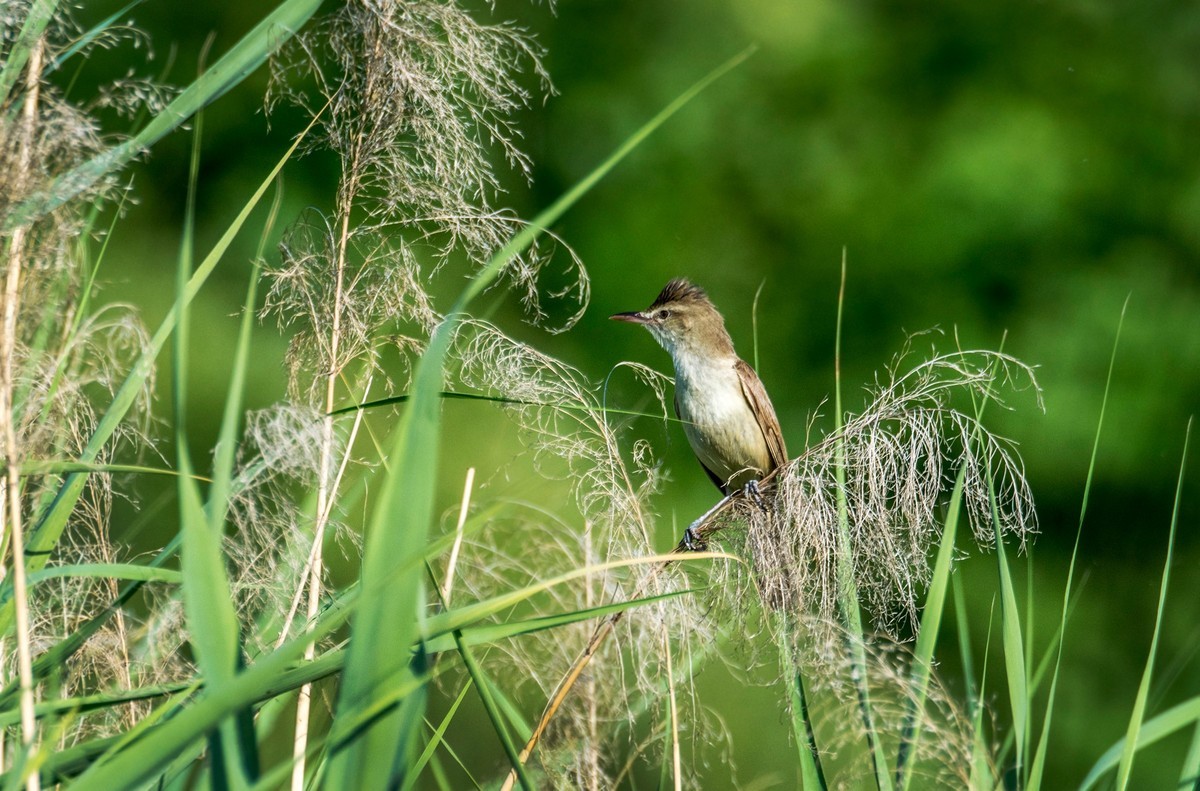 爱唱歌的大苇莺（十）
