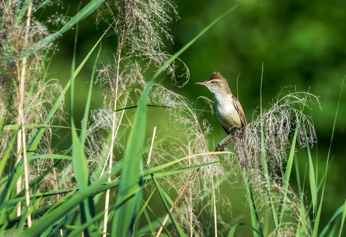 爱唱歌的大苇莺（十）