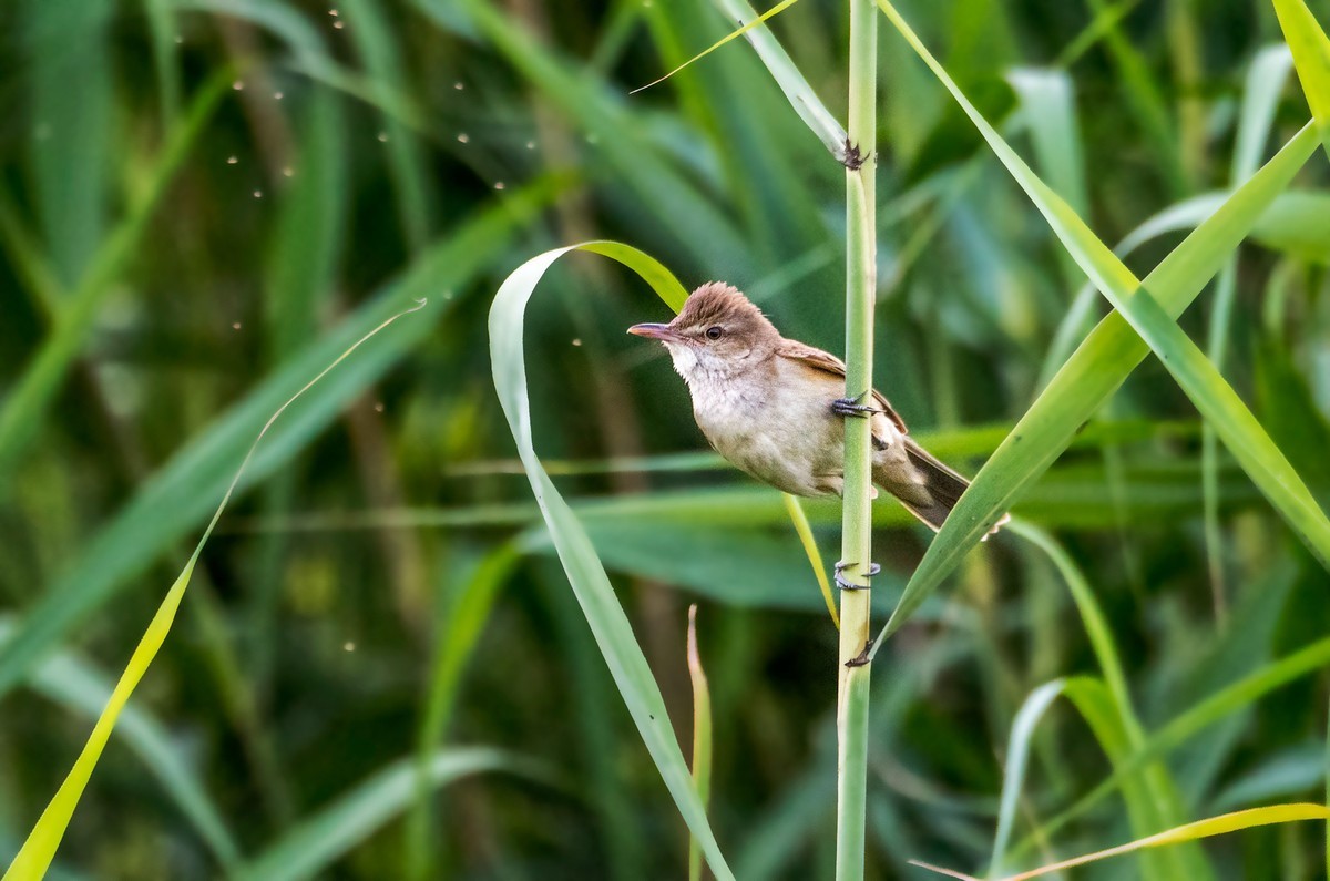 爱唱歌的大苇莺（十）