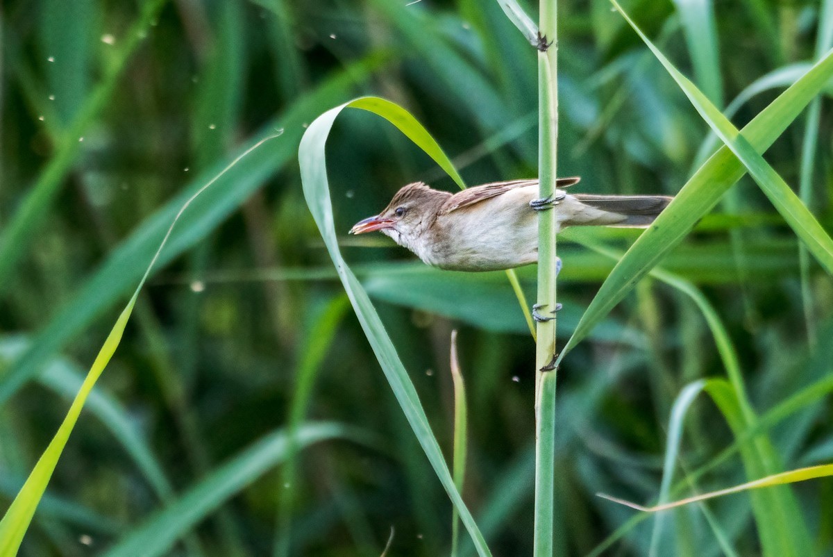 爱唱歌的大苇莺（十）