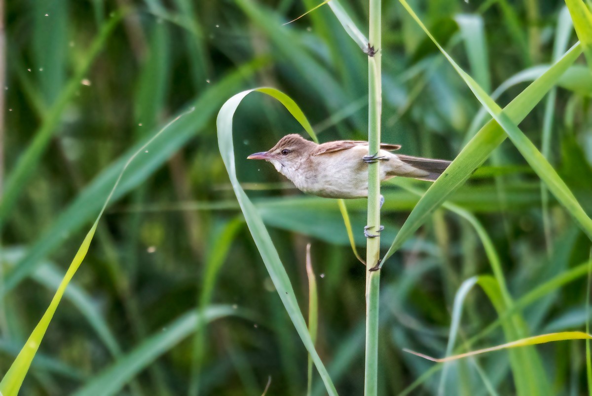 爱唱歌的大苇莺（十）