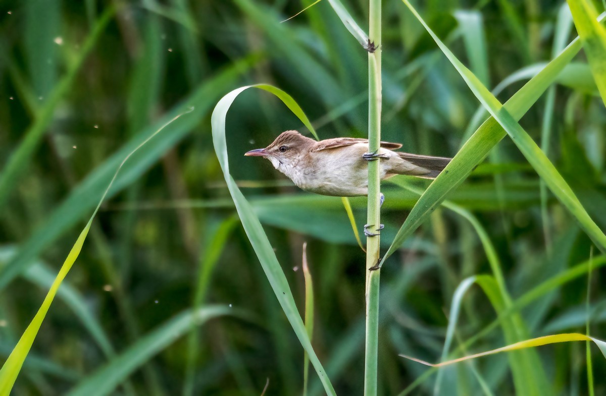 爱唱歌的大苇莺（十）