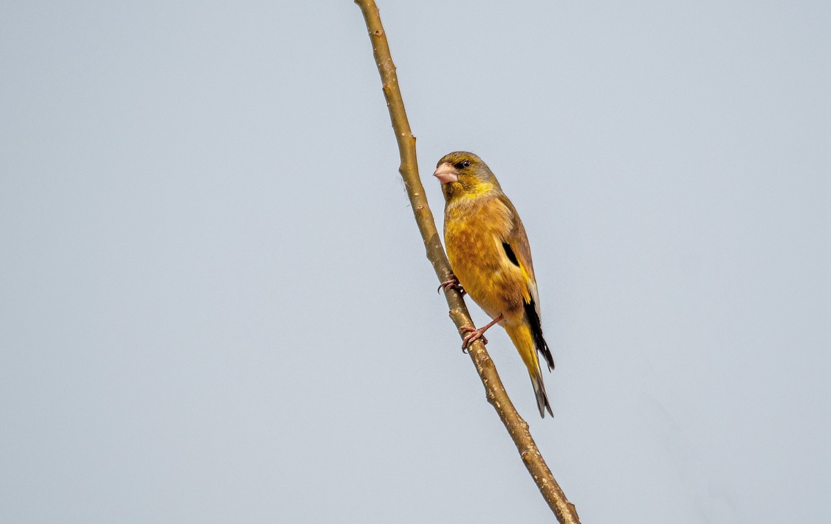 漂亮的金翅雀（三十四）