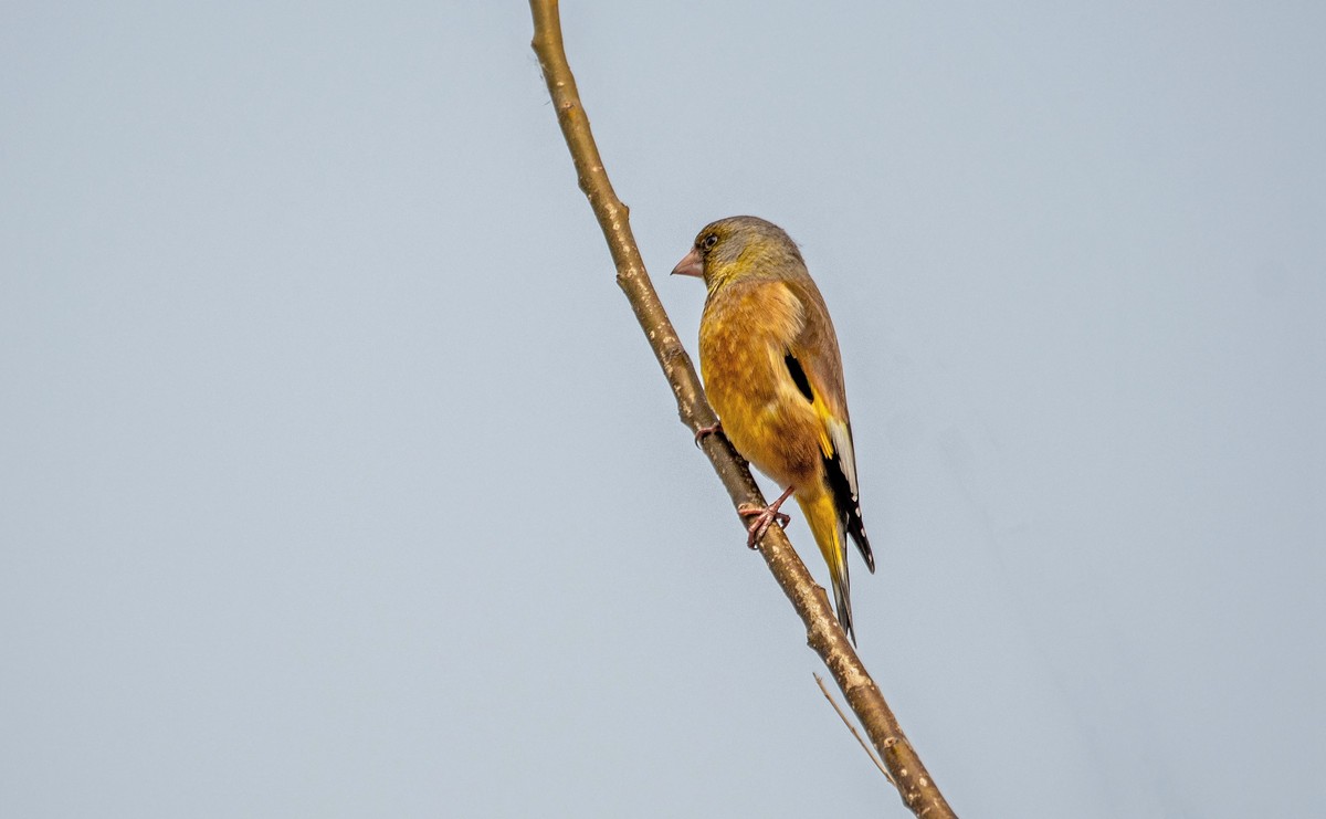 漂亮的金翅雀（三十四）