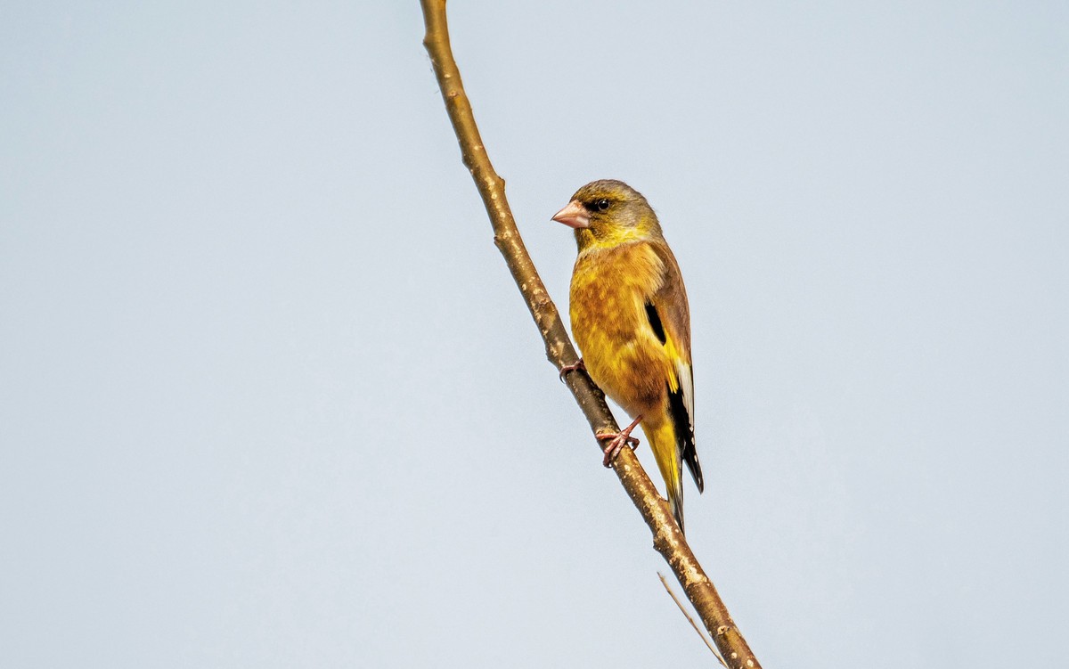 漂亮的金翅雀（三十四）