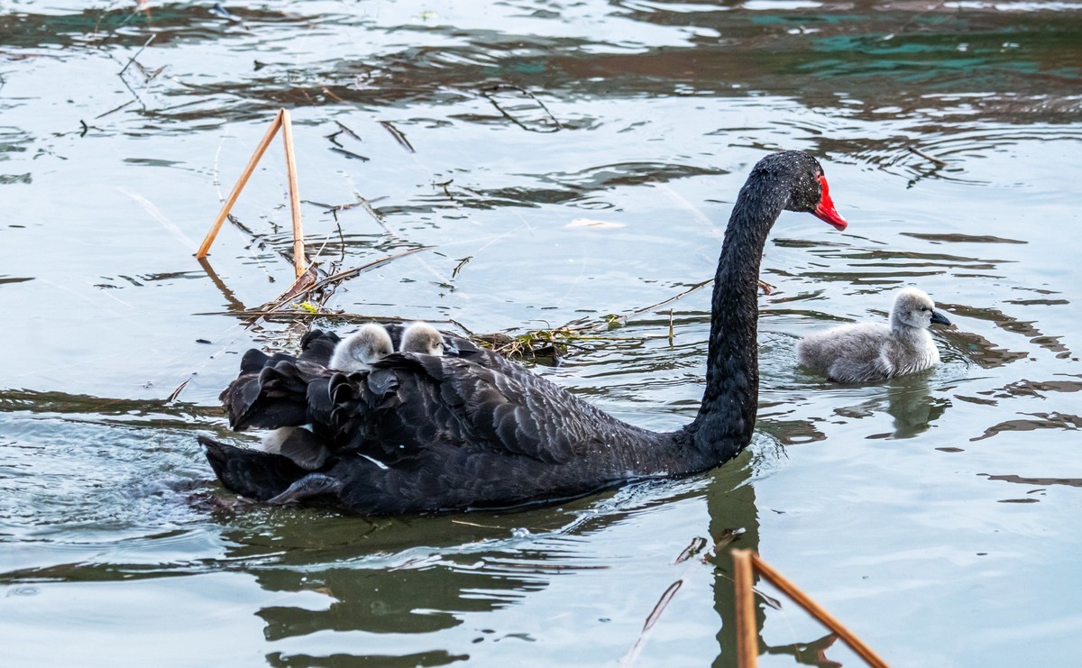 黑天鹅的一家子（八）