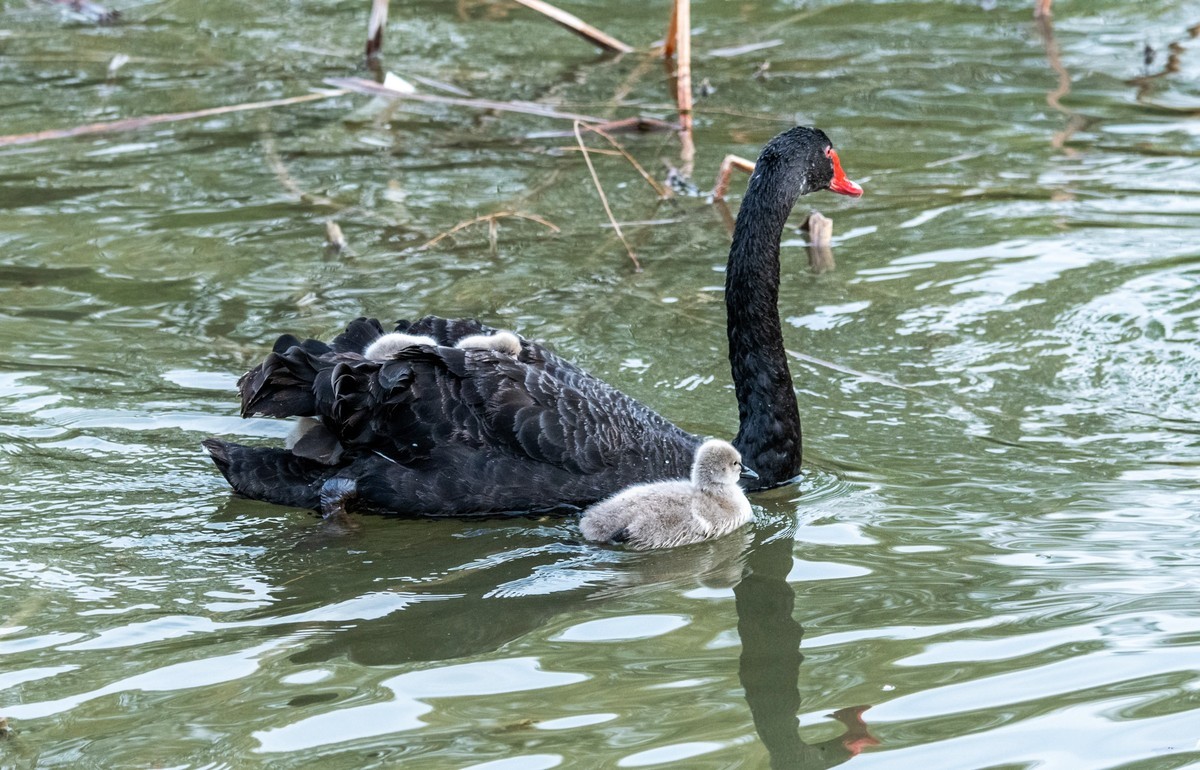 黑天鹅的一家子（八）