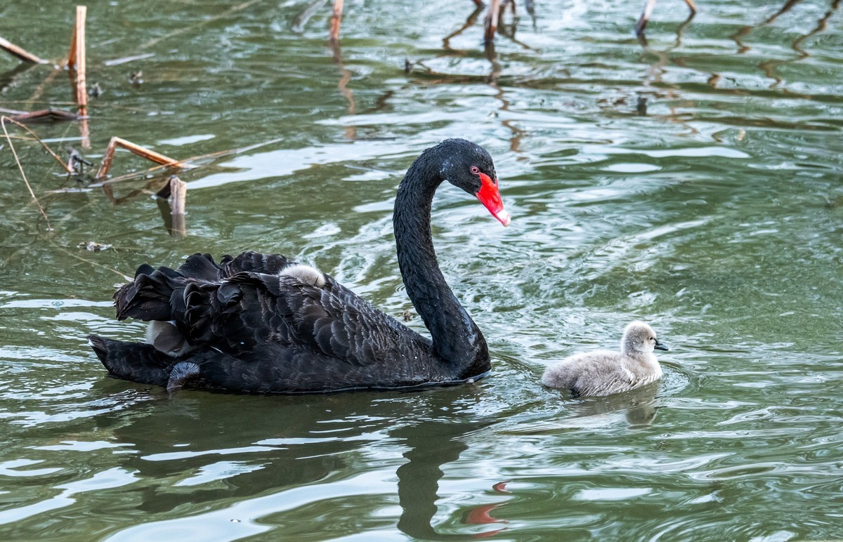黑天鹅的一家子（八）