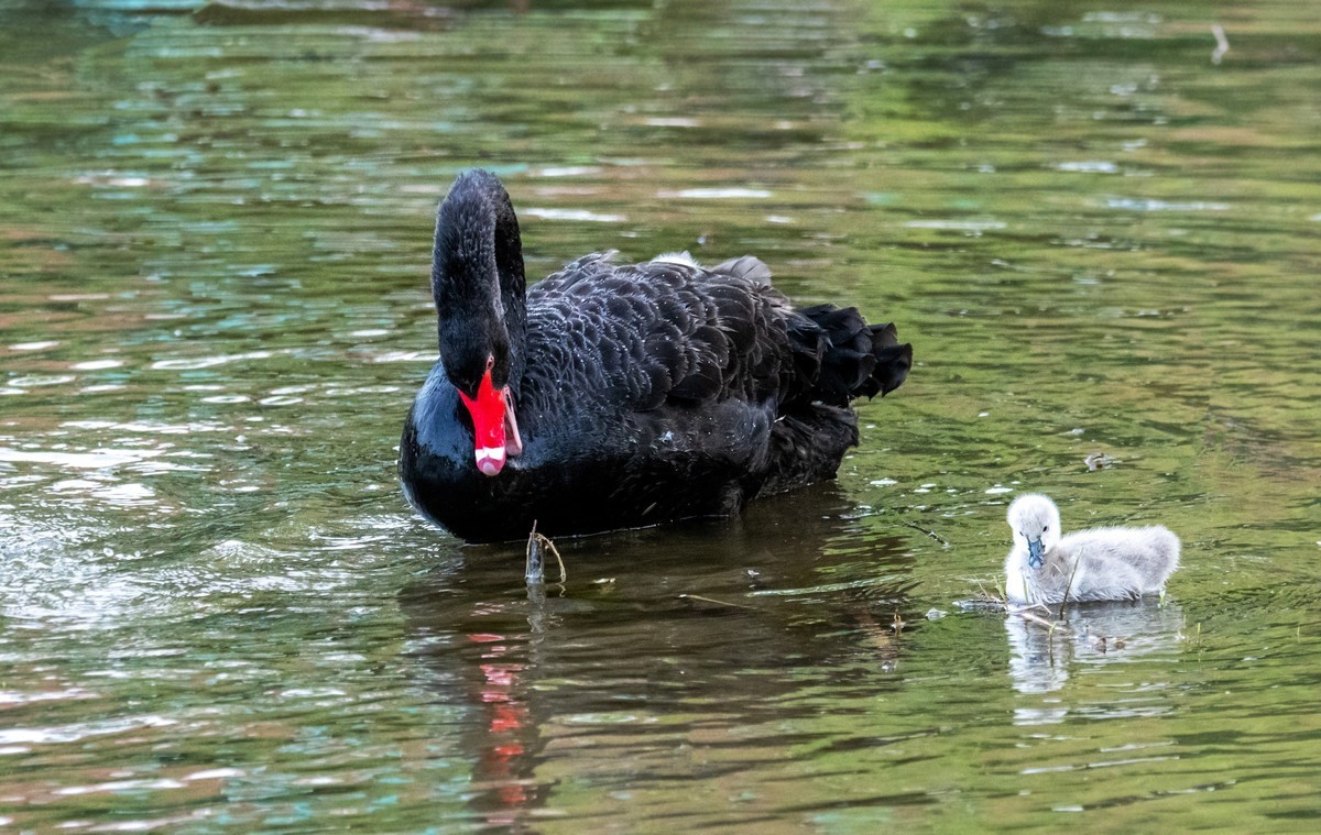 黑天鹅的一家子（八）