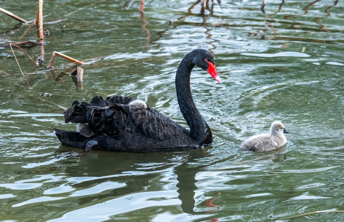 黑天鹅的一家子（八）