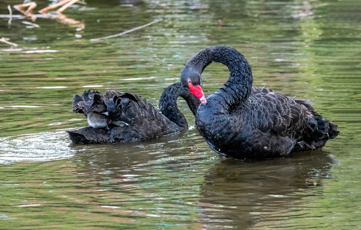 黑天鹅的一家子（八）