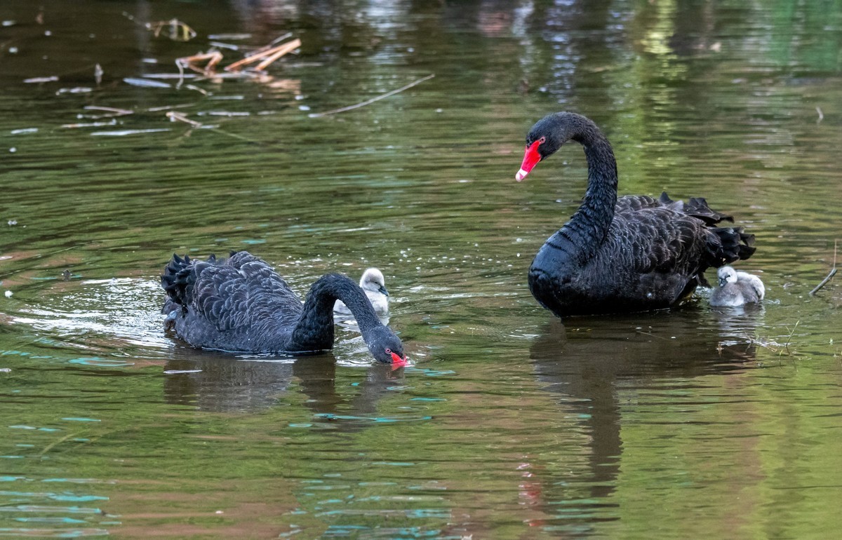 黑天鹅的一家子（八）