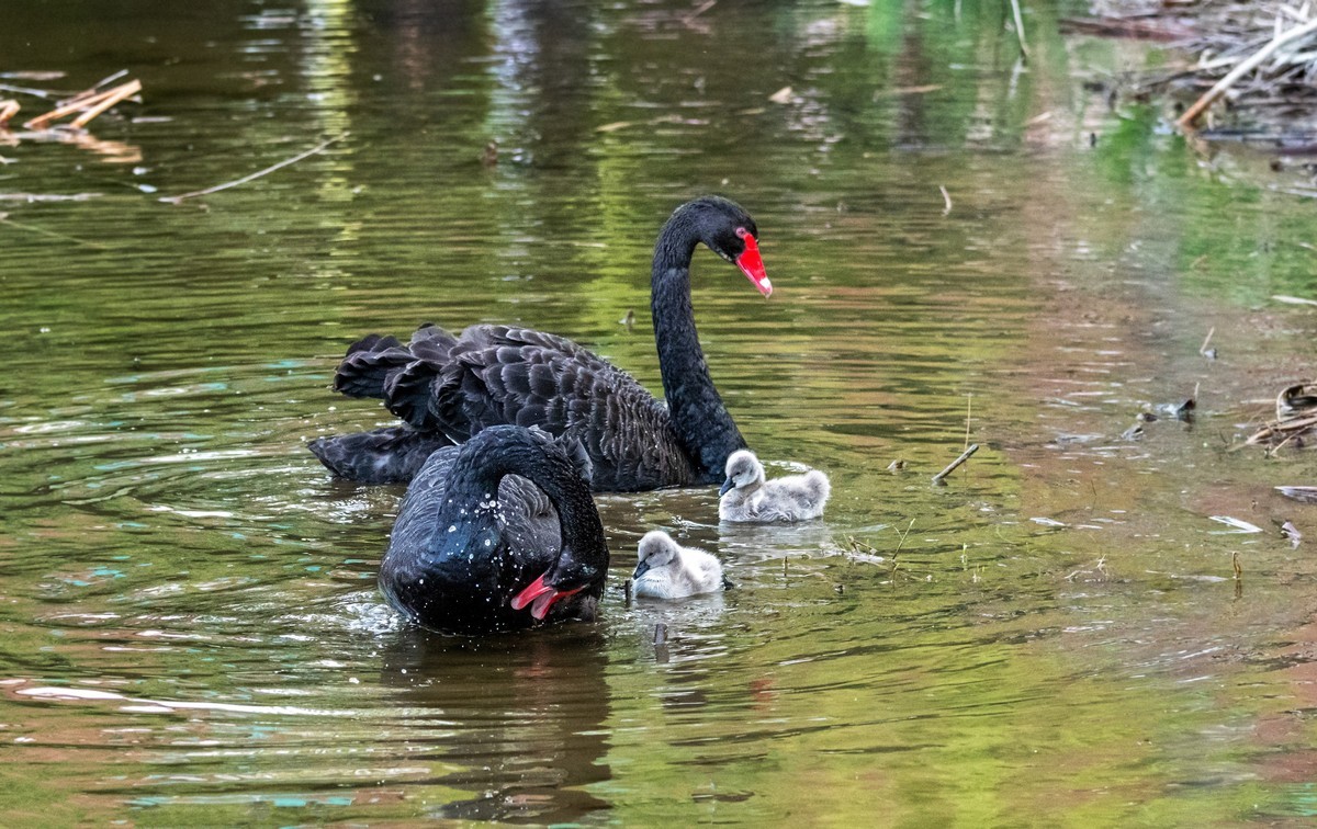 黑天鹅的一家子（八）