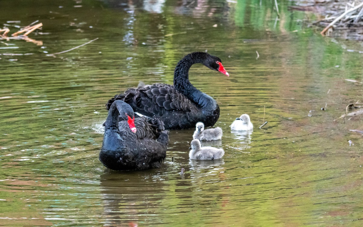 黑天鹅的一家子（八）