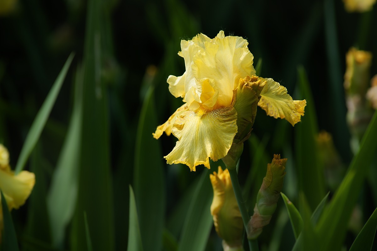 宿根园中的拍摄