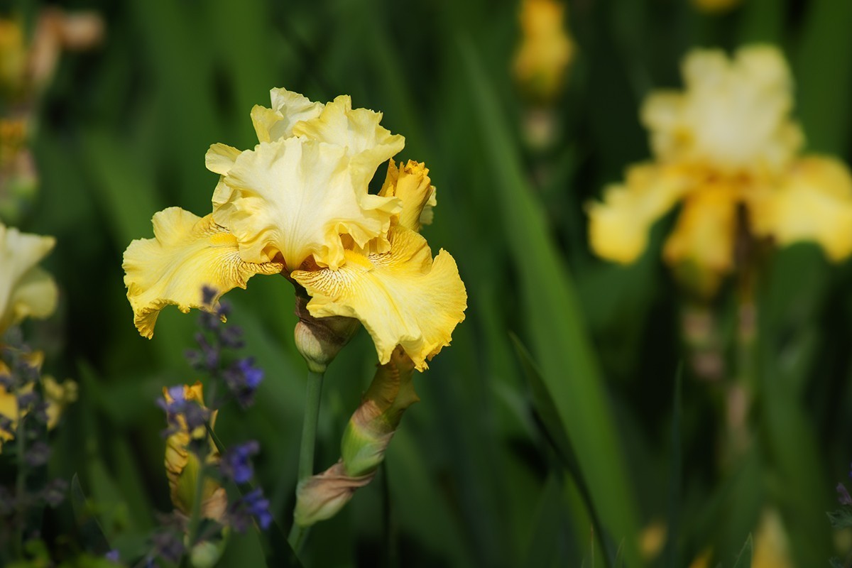 宿根园中的拍摄