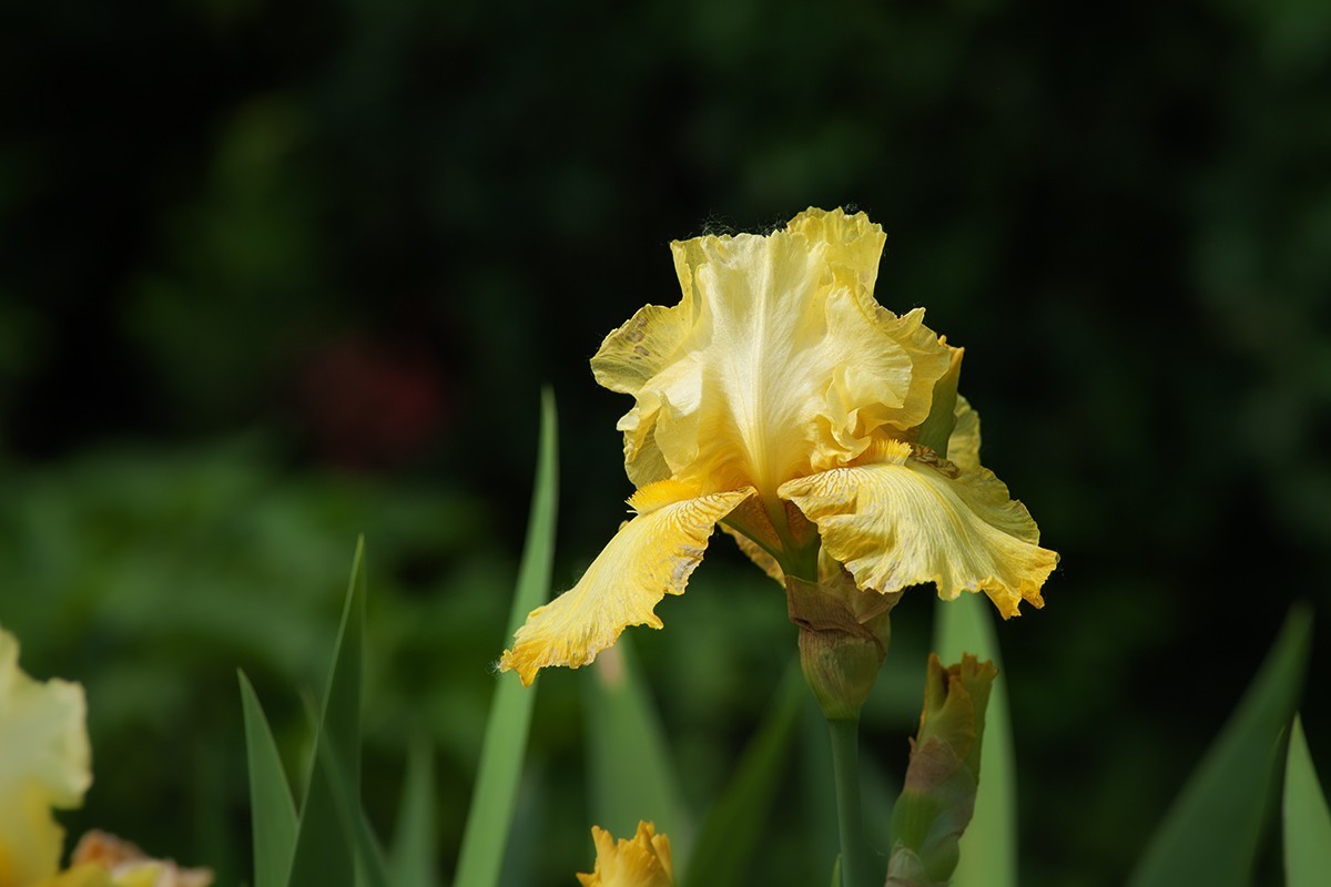 宿根园中的拍摄