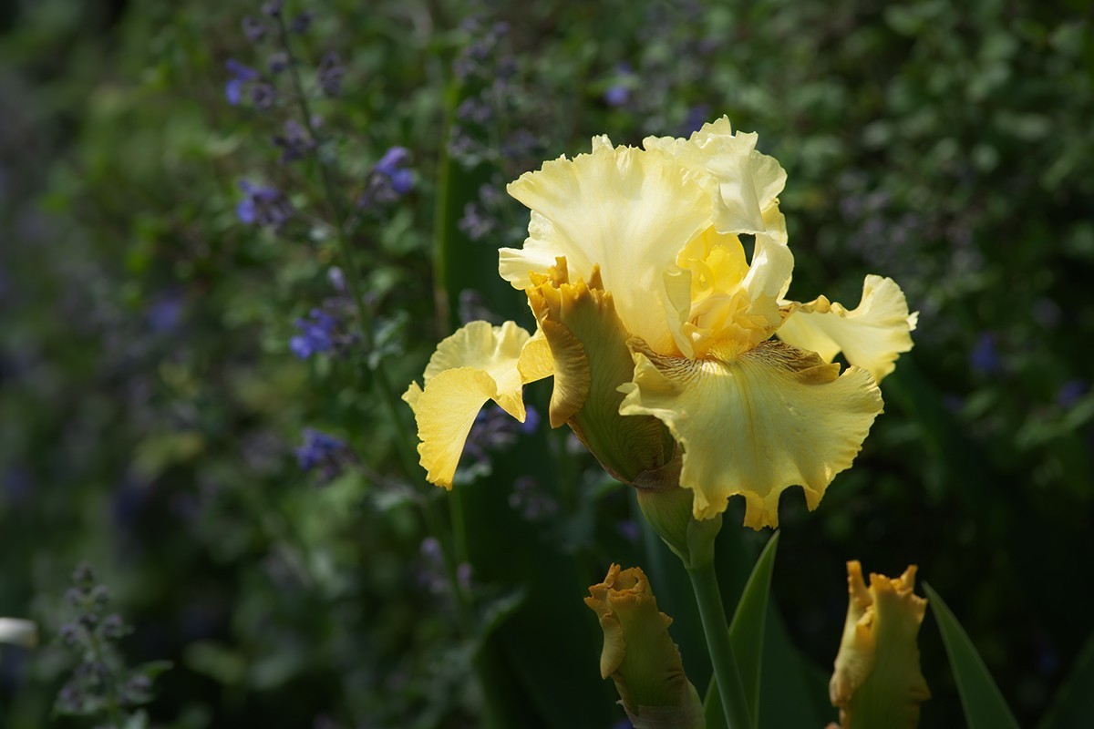 宿根园中的拍摄