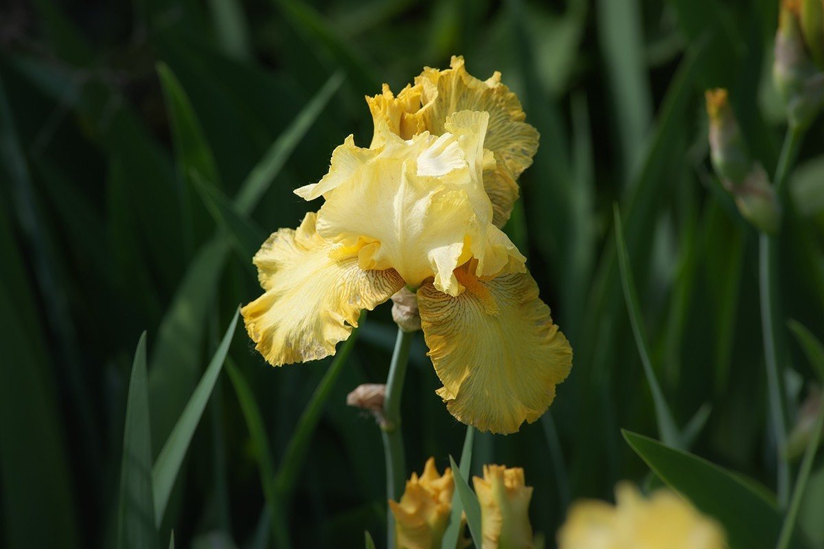 宿根园中的拍摄