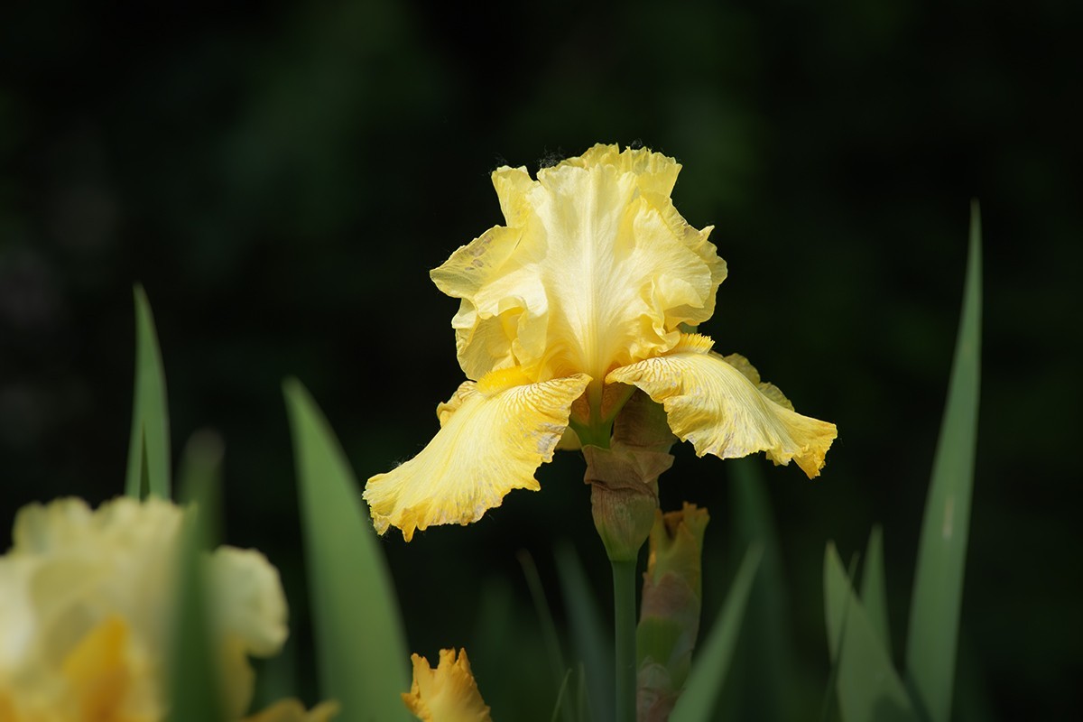 宿根园中的拍摄