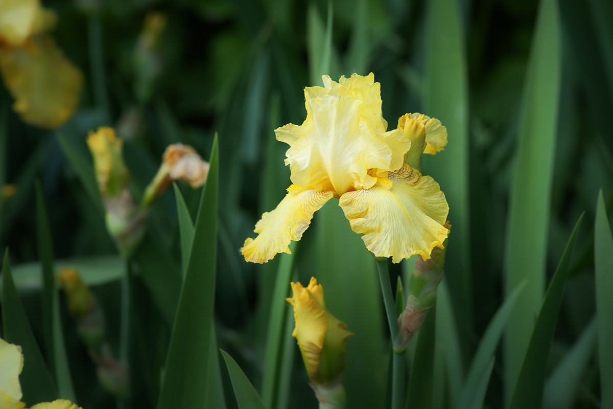 宿根园中的拍摄