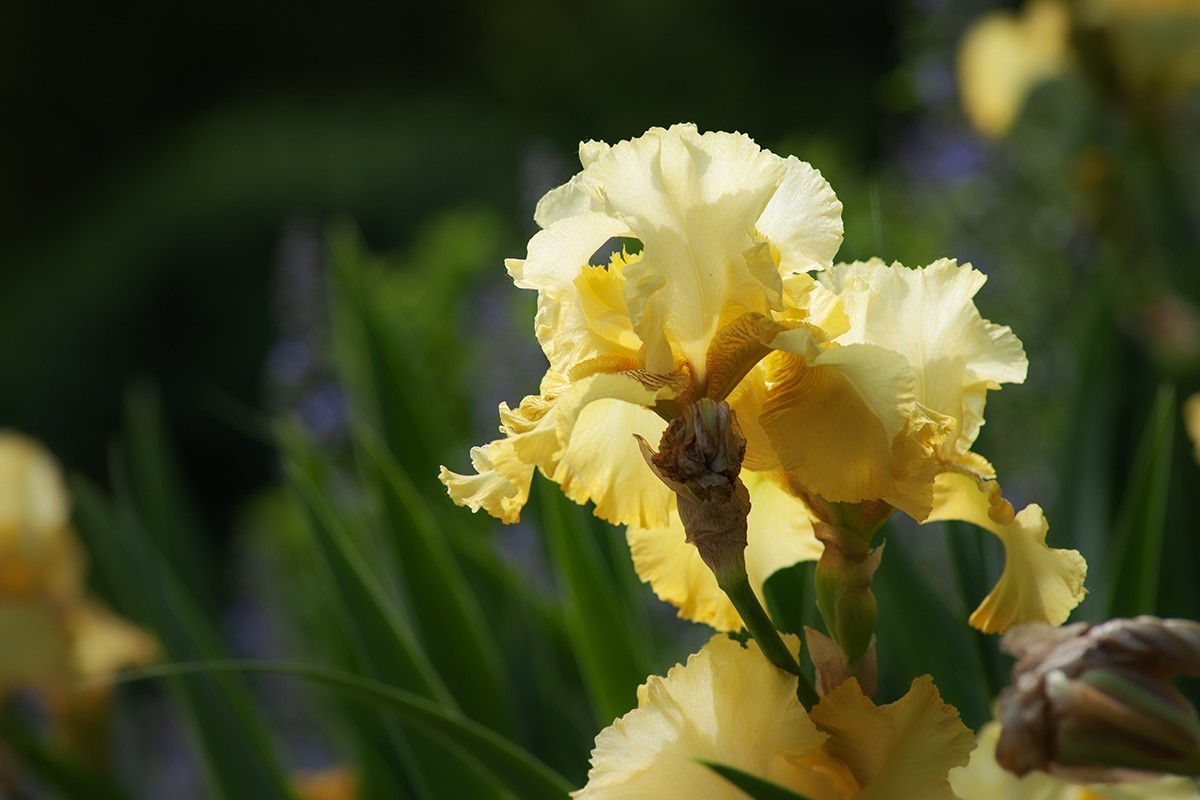 宿根园中的拍摄