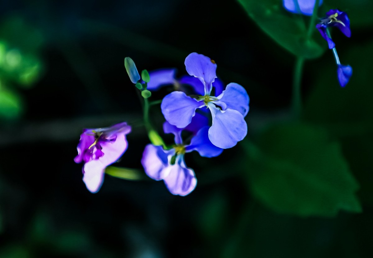小花也靓丽